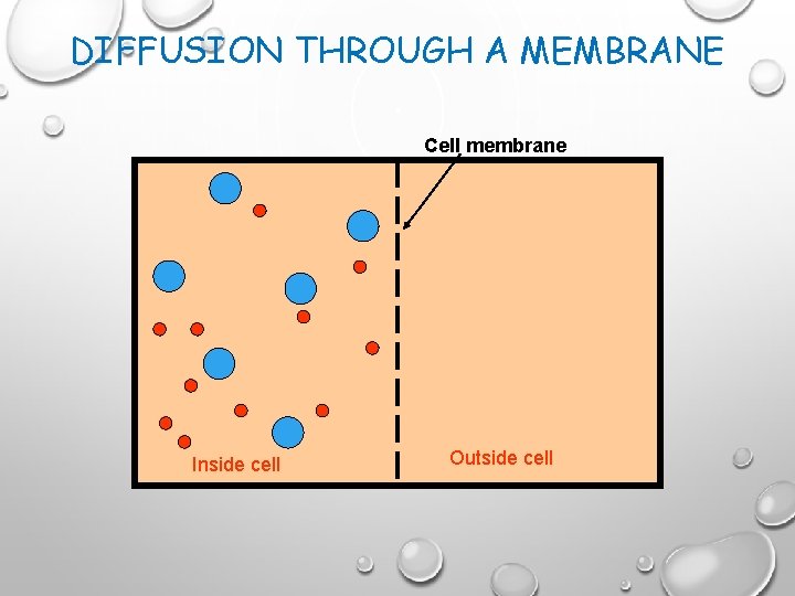 DIFFUSION THROUGH A MEMBRANE Cell membrane Inside cell Outside cell 