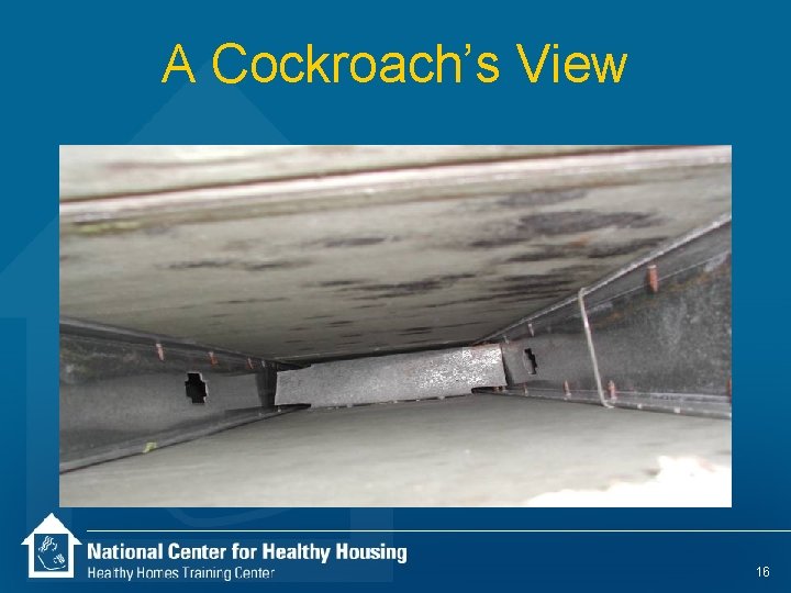 A Cockroach’s View 16 