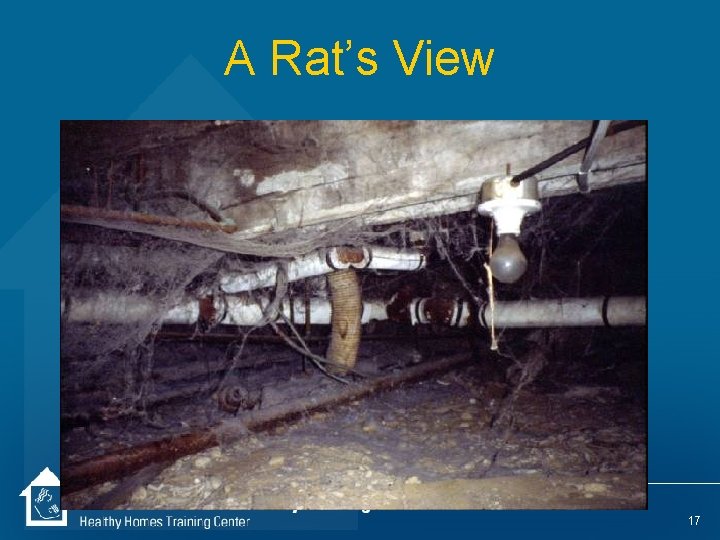 A Rat’s View 17 