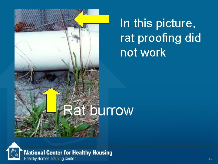 In this picture, rat proofing did not work Rat burrow 23 