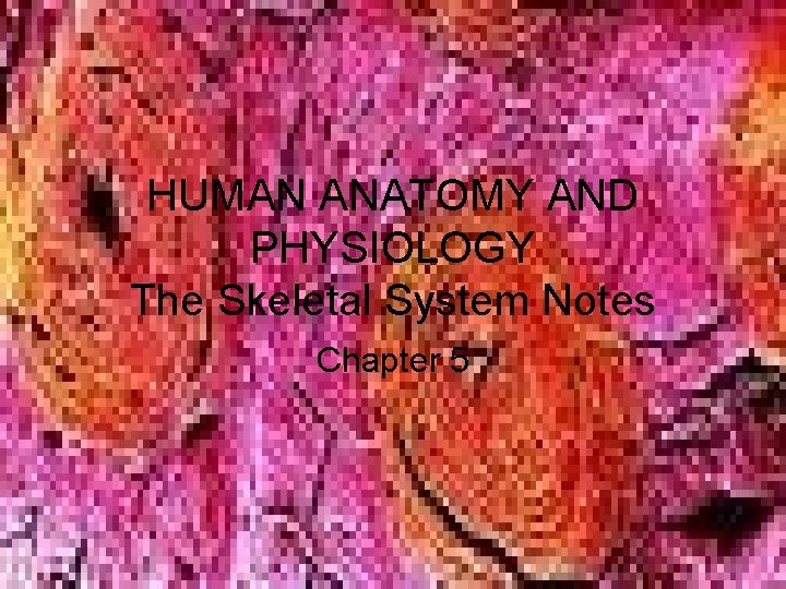 HUMAN ANATOMY AND PHYSIOLOGY The Skeletal System Notes Chapter 5 