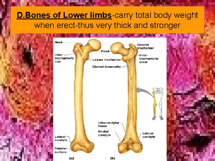 D. Bones of Lower limbs-carry total body weight when erect-thus very thick and stronger