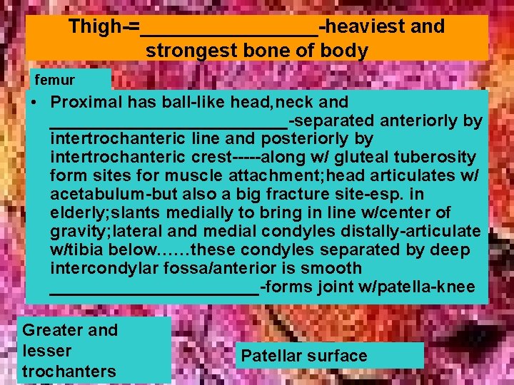 Thigh-=________-heaviest and strongest bone of body femur • Proximal has ball-like head, neck and