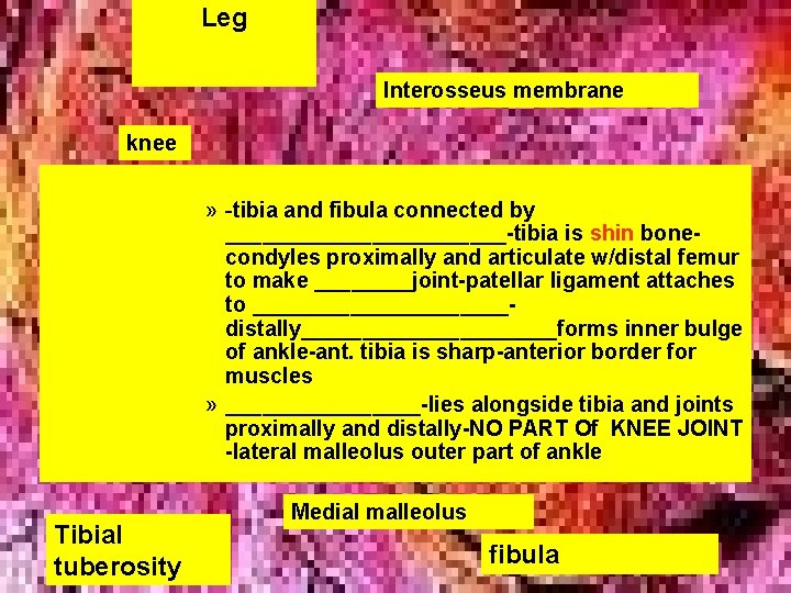 Leg Interosseus membrane knee » -tibia and fibula connected by ____________-tibia is shin bonecondyles
