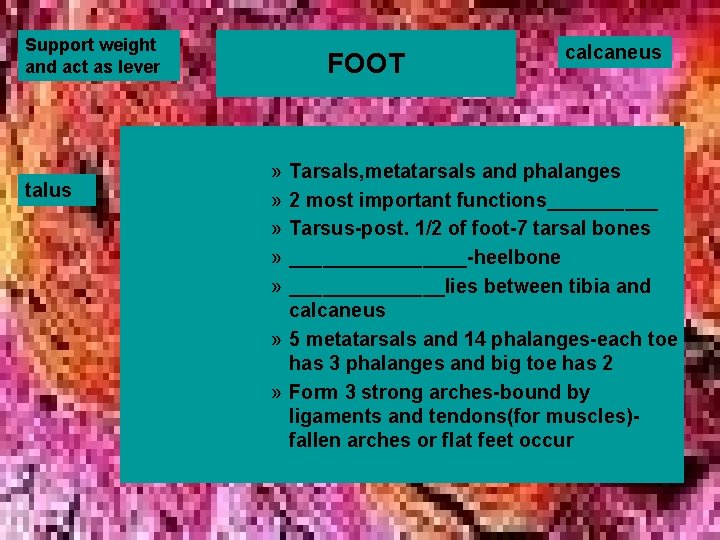 Support weight and act as lever talus FOOT » » » calcaneus Tarsals, metatarsals