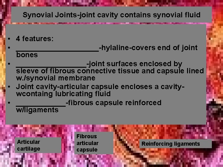 Synovial Joints-joint cavity contains synovial fluid • 4 features: • __________-hylaline-covers end of joint