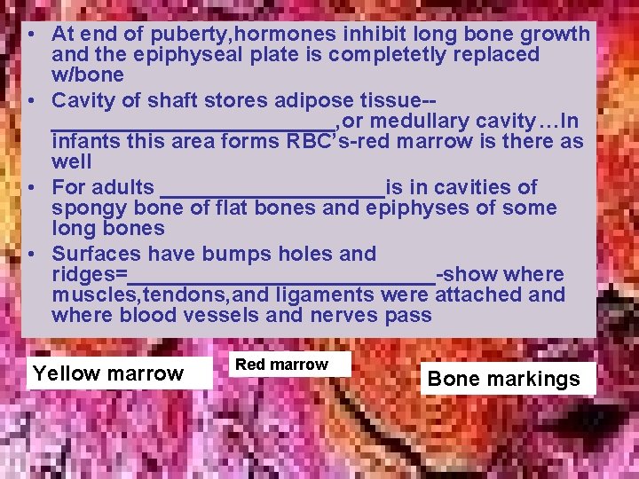  • At end of puberty, hormones inhibit long bone growth and the epiphyseal