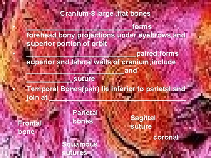 Cranium-8 large , flat bones • • • ______________forms forehead, bony projections under eyebrows,