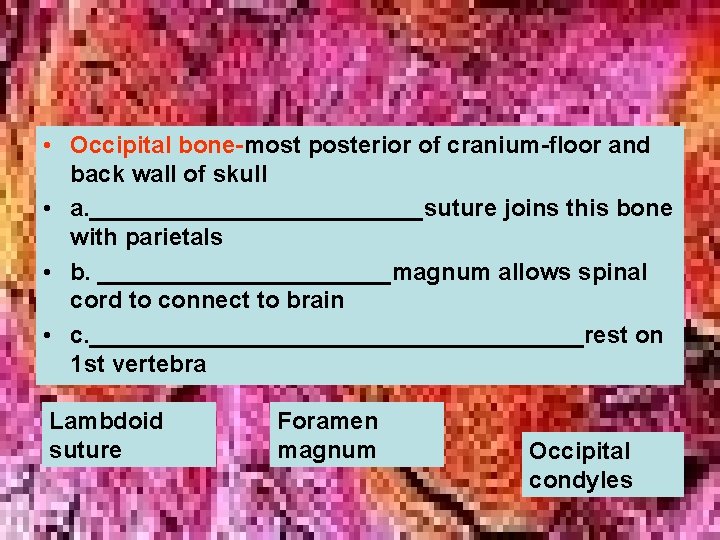  • Occipital bone-most posterior of cranium-floor and back wall of skull • a.