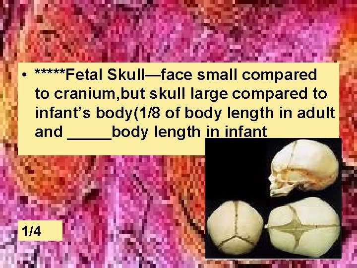  • *****Fetal Skull—face small compared to cranium, but skull large compared to infant’s