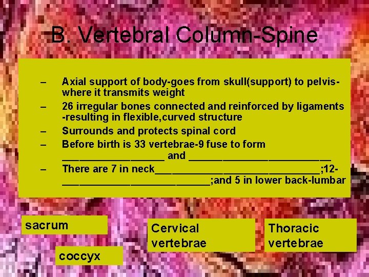 B. Vertebral Column-Spine – – – Axial support of body-goes from skull(support) to pelviswhere