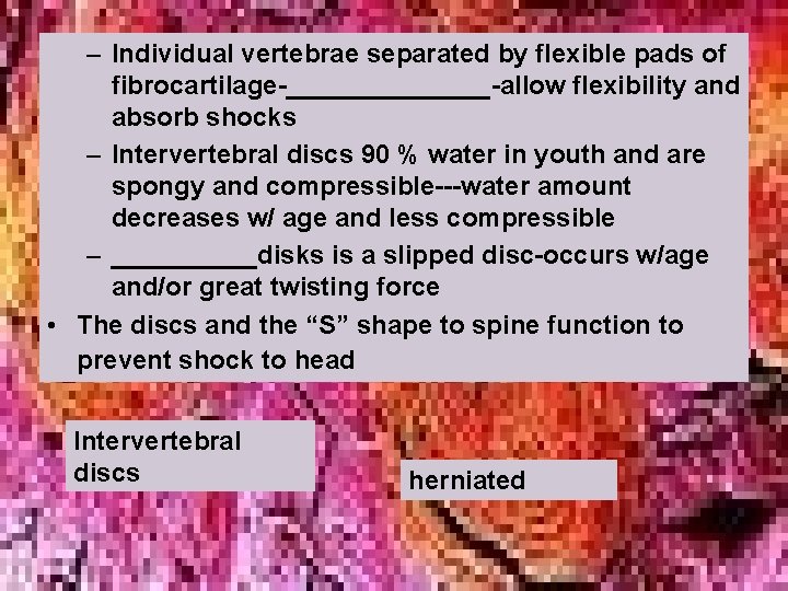 – Individual vertebrae separated by flexible pads of fibrocartilage-_______-allow flexibility and absorb shocks –