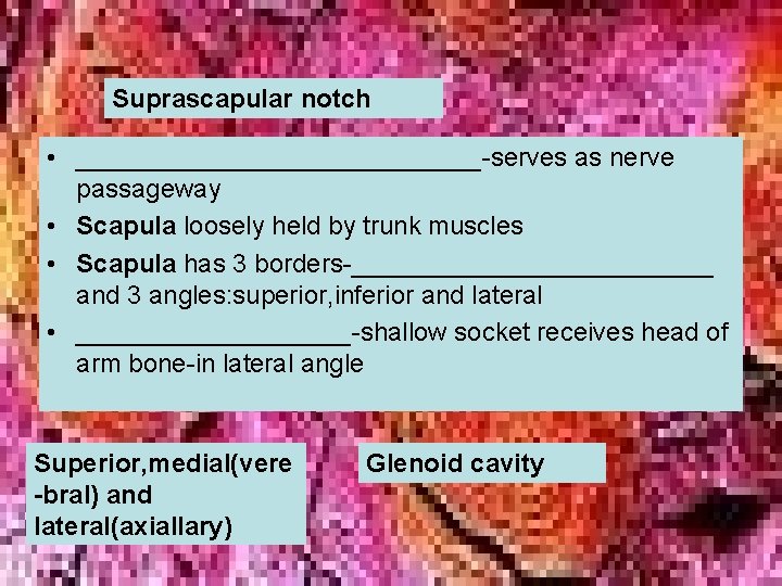 Suprascapular notch • ______________-serves as nerve passageway • Scapula loosely held by trunk muscles