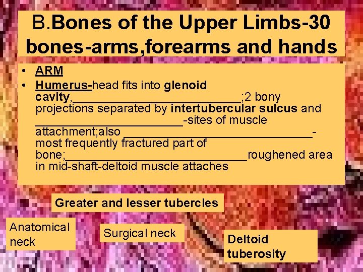 B. Bones of the Upper Limbs-30 bones-arms, forearms and hands • ARM • Humerus-head