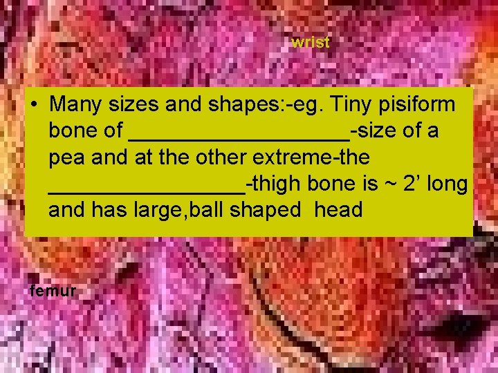 wrist • Many sizes and shapes: -eg. Tiny pisiform bone of _________-size of a