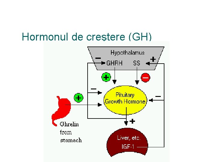 Hormonul de creştere (GH) 