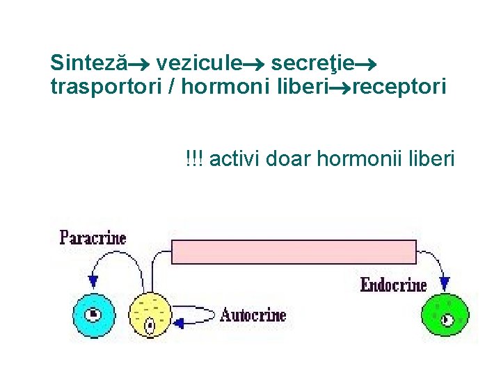 Sinteză vezicule secreţie trasportori / hormoni liberi receptori !!! activi doar hormonii liberi 