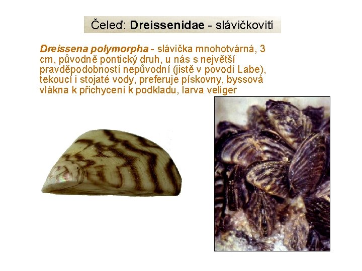 Čeleď: Dreissenidae - slávičkovití Dreissena polymorpha - slávička mnohotvárná, 3 cm, původně pontický druh,