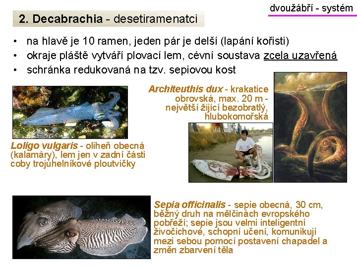 2. Decabrachia - desetiramenatci dvoužábří - systém • na hlavě je 10 ramen, jeden