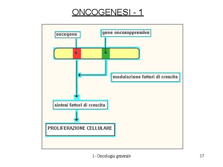 ONCOGENESI - 1 1 - Oncologia generale 17 