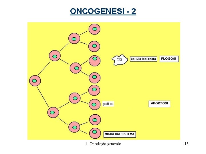 ONCOGENESI - 2 1 - Oncologia generale 18 