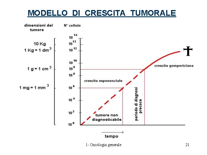 MODELLO DI CRESCITA TUMORALE 1 - Oncologia generale 21 