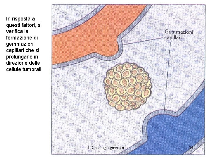 In risposta a questi fattori, si verifica la formazione di gemmazioni capillari che si