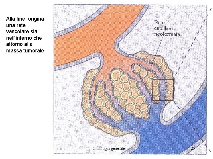 Alla fine, origina una rete vascolare sia nell'interno che attorno alla massa tumorale 1