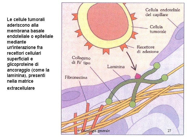 Le cellule tumorali aderiscono alla membrana basale endoteliale o epiteliale mediante un'interazione fra recettori