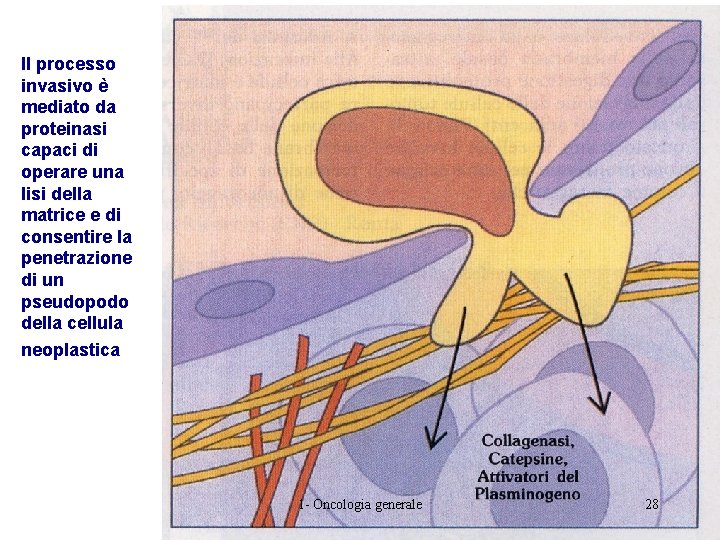 Il processo invasivo è mediato da proteinasi capaci di operare una lisi della matrice