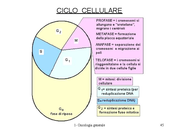 CICLO CELLULARE 1 - Oncologia generale 45 