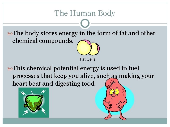 The Human Body The body stores energy in the form of fat and other The Human Body The body stores energy in the form of fat and other