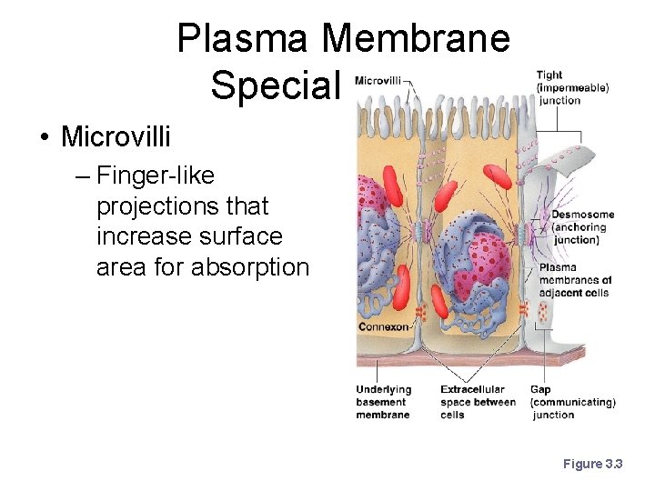 Plasma Membrane Specializations • Microvilli – Finger-like projections that increase surface area for absorption