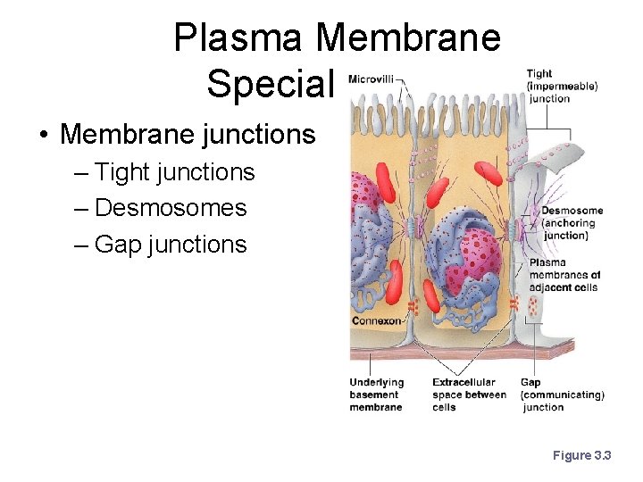 Plasma Membrane Specializations • Membrane junctions – Tight junctions – Desmosomes – Gap junctions