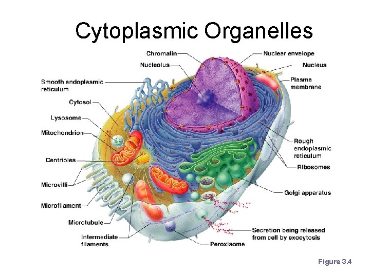 Cytoplasmic Organelles Figure 3. 4 