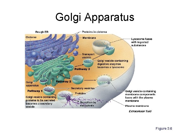 Golgi Apparatus Figure 3. 6 