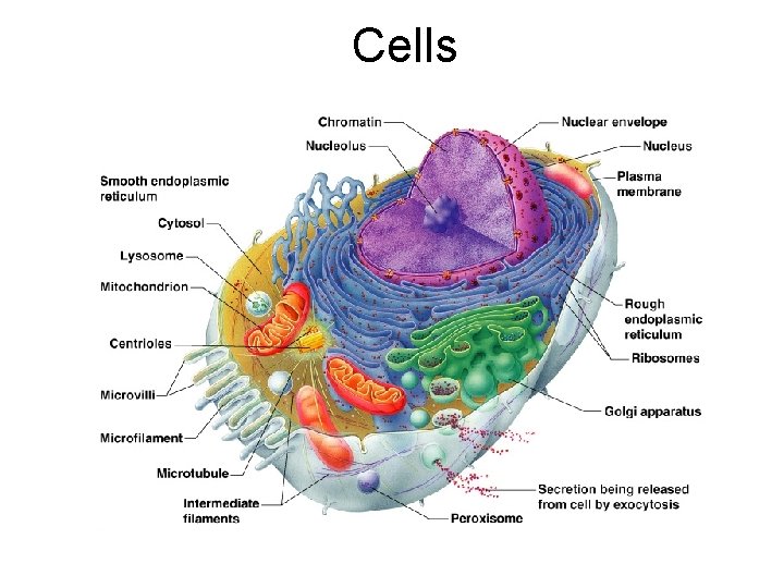 Cells 