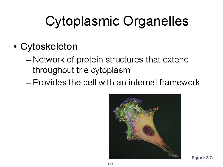 Cytoplasmic Organelles • Cytoskeleton – Network of protein structures that extend throughout the cytoplasm