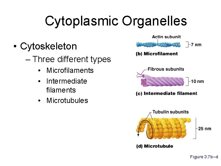 Cytoplasmic Organelles • Cytoskeleton – Three different types • Microfilaments • Intermediate filaments •