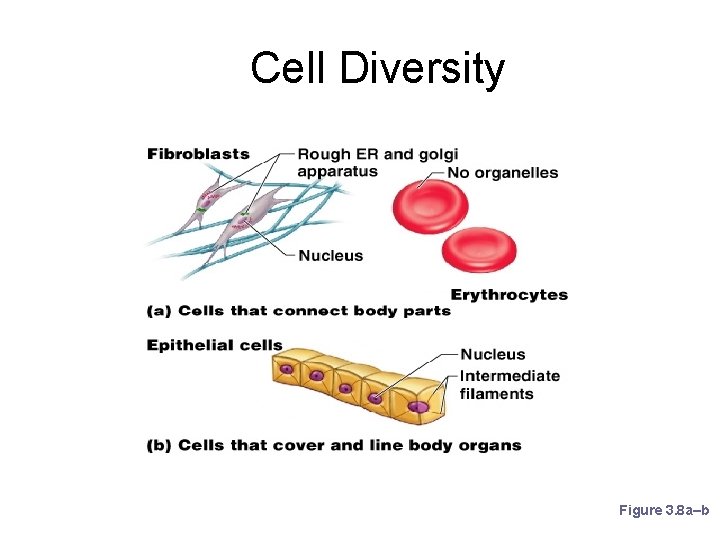 Cell Diversity Figure 3. 8 a–b 