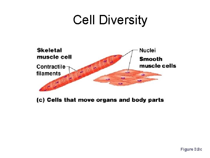 Cell Diversity Figure 3. 8 c 