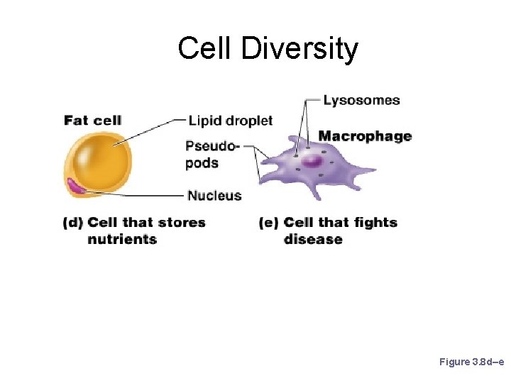 Cell Diversity Figure 3. 8 d–e 