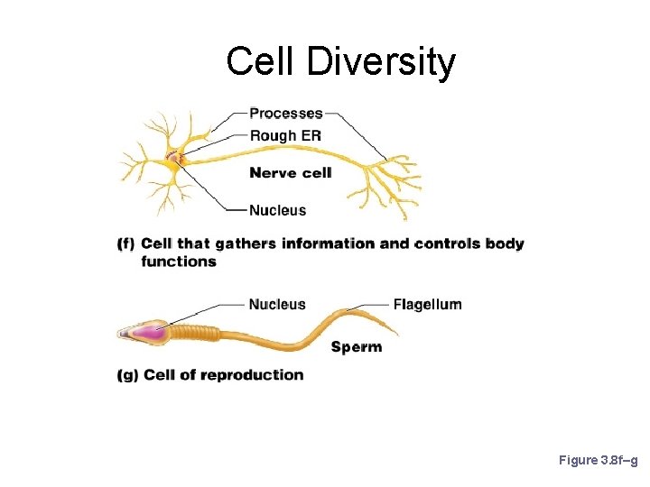 Cell Diversity Figure 3. 8 f–g 