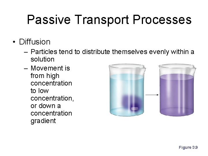 Passive Transport Processes • Diffusion – Particles tend to distribute themselves evenly within a