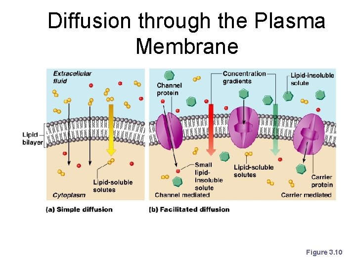Diffusion through the Plasma Membrane Figure 3. 10 