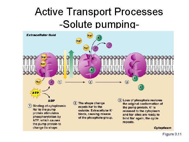 Active Transport Processes -Solute pumping- Figure 3. 11 