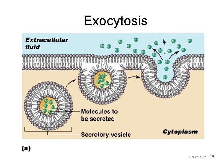 Exocytosis Figure 3. 12 a 