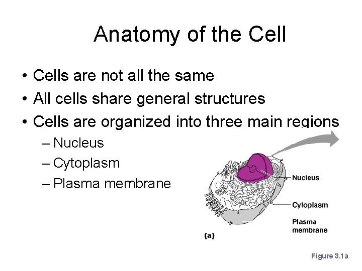 Anatomy of the Cell • Cells are not all the same • All cells