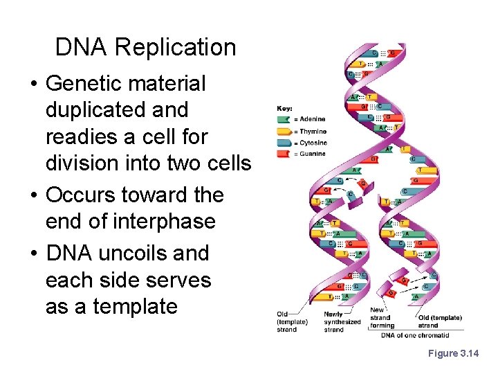 DNA Replication • Genetic material duplicated and readies a cell for division into two