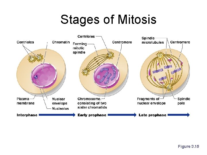 Stages of Mitosis Figure 3. 15 